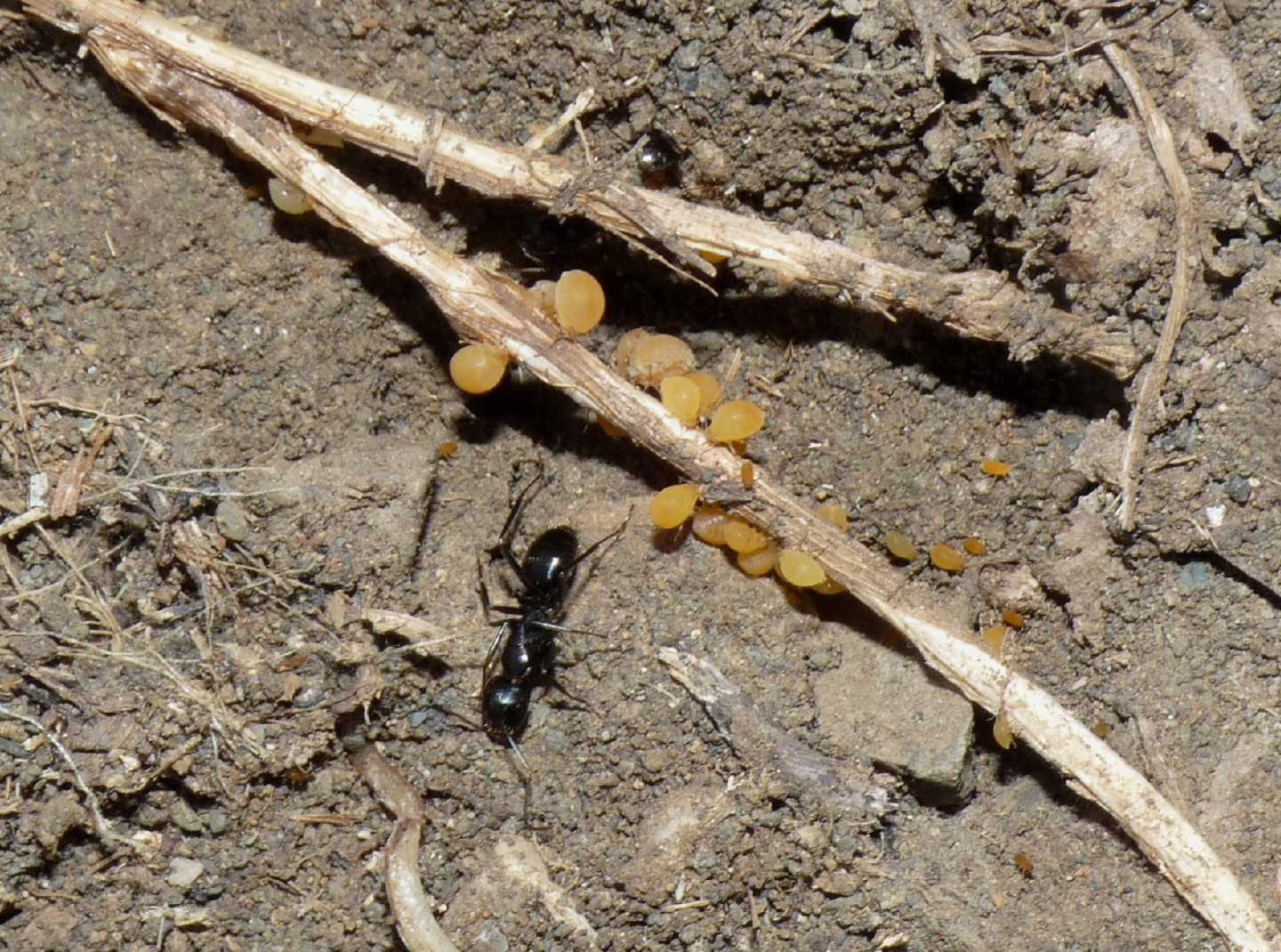 Forda cfr marginata ospiti di Camponotus aethiops
